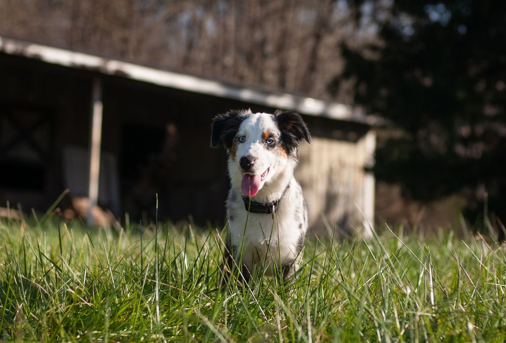 Oakley the Mini Australian Shepherd smiles for his pet portrait in the sun in a field in front of a barn at golden hour