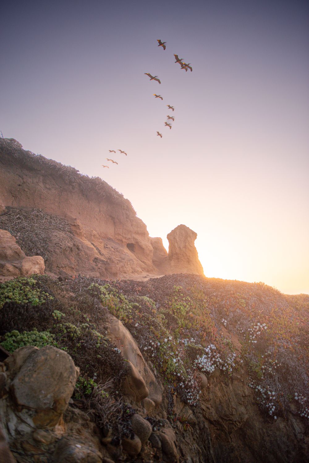 Flock of birds soar over rocky coastal cliffs at sunset with golden light illuminating the rugged landscape.