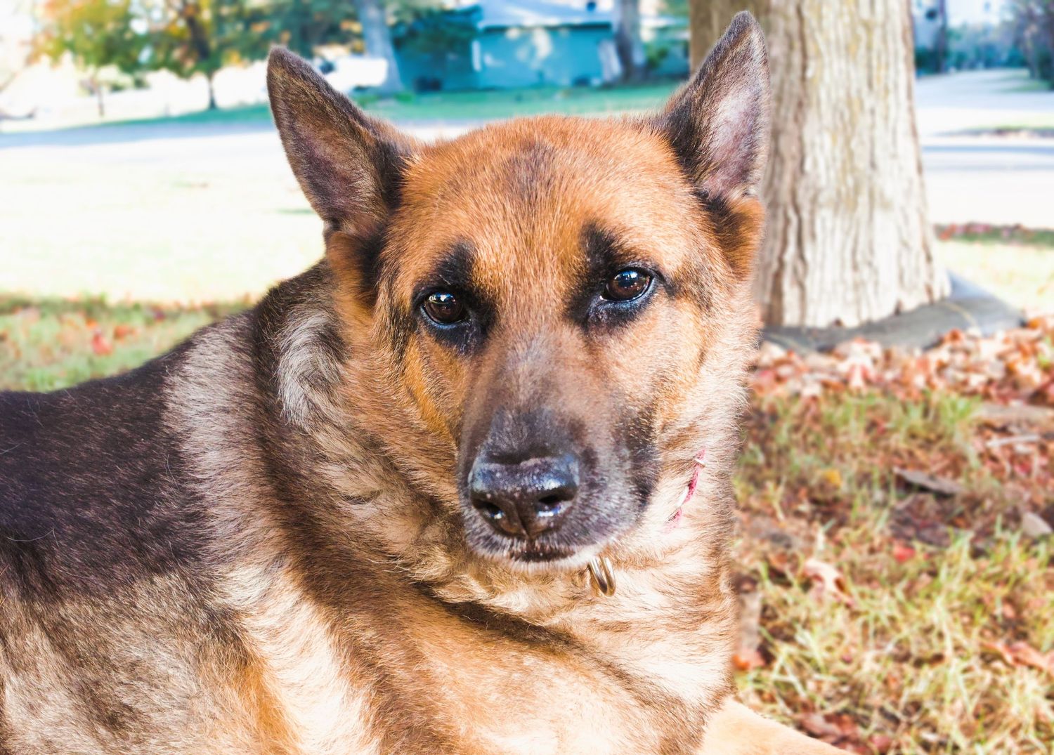 German Shepherd