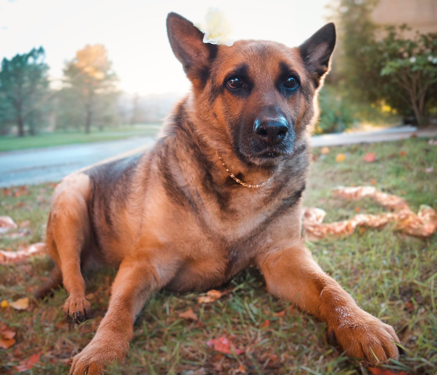 German Shepherd