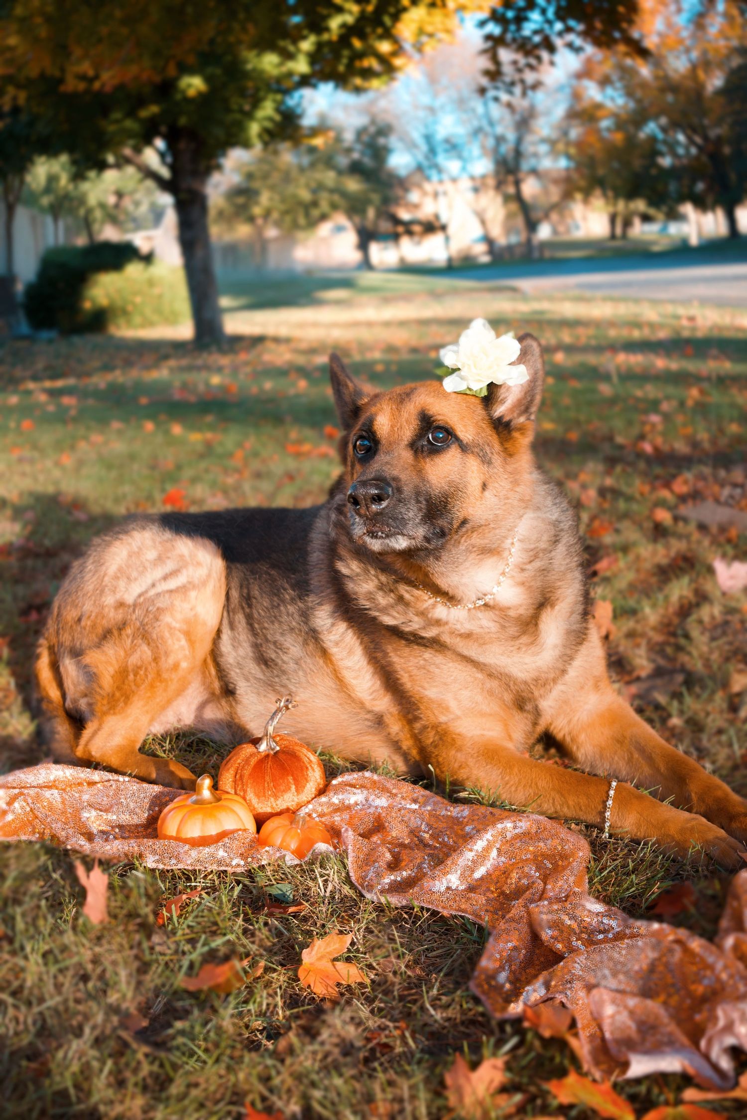 German Shepherd