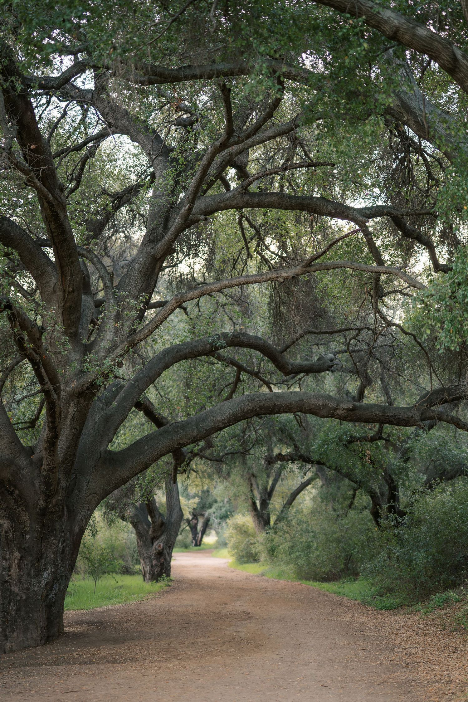 A winding dirt path leads through a grove of majestic oak trees with twisted branches creating a natural archway.