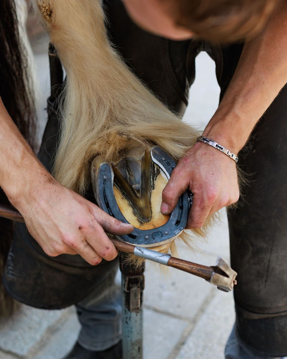 A sequence of images showing a farrier cleaning and preparing a horse's hoof for new horseshoes.