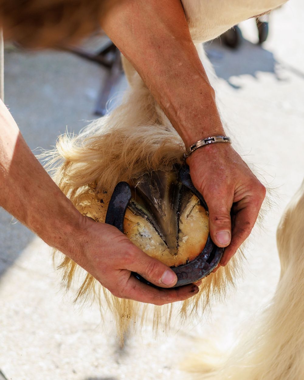 Close-up sequence showing hands checking and cleaning a horse's hooves during routine equine care.