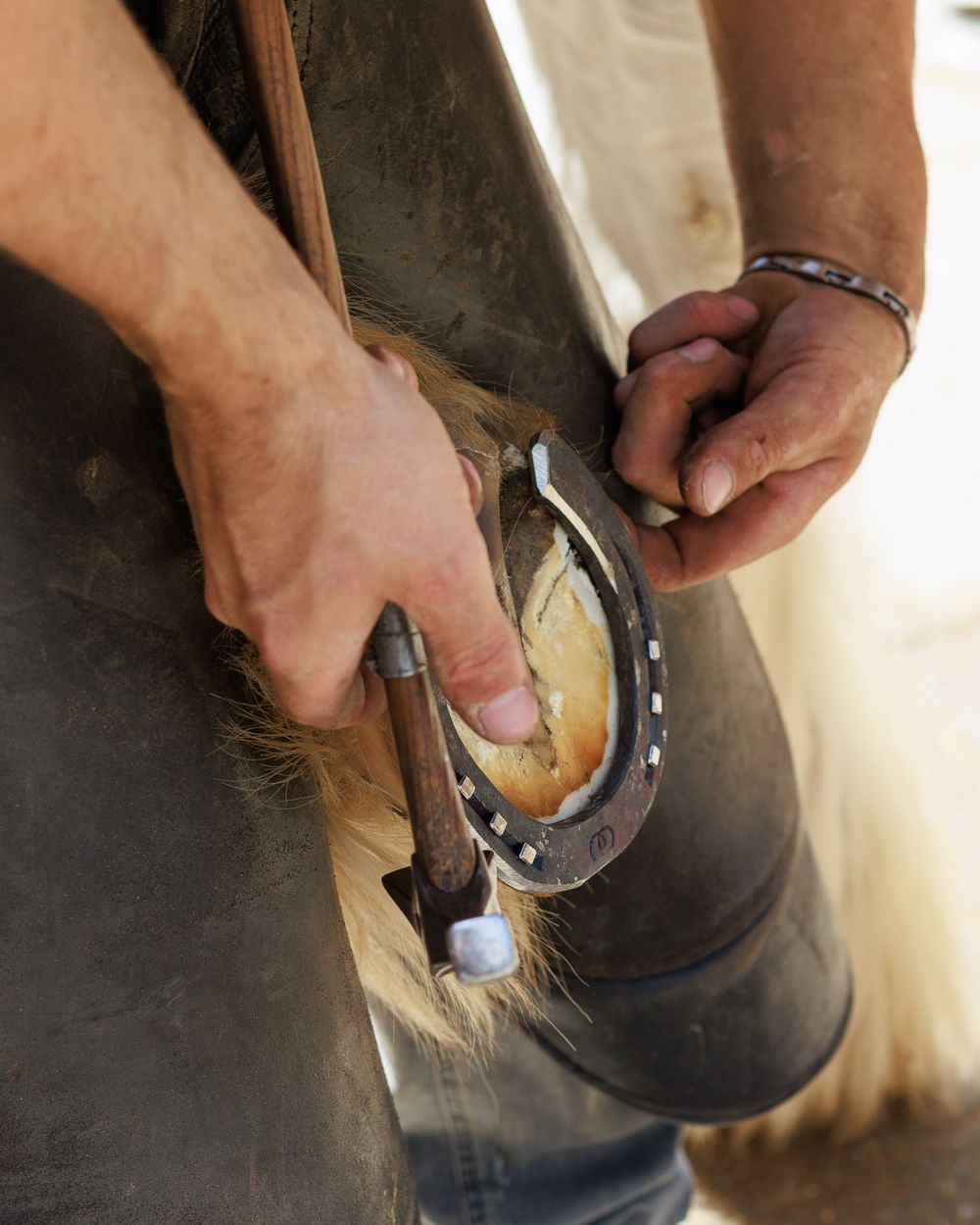 Close-up view of hands working on fitting and nailing a horseshoe to a horse's hoof.
