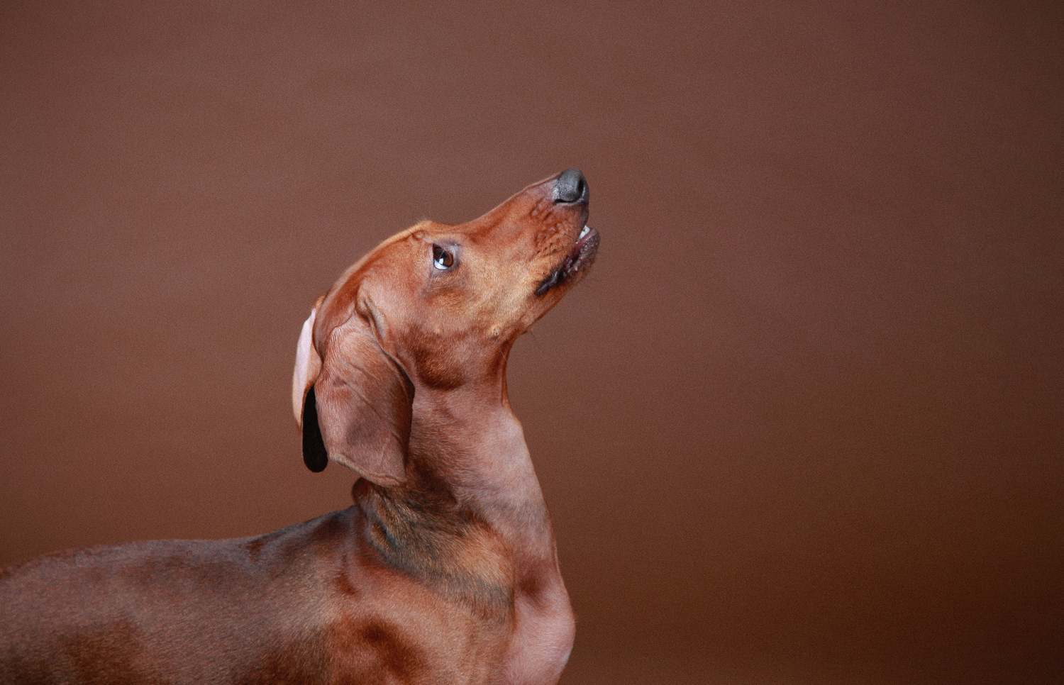 Barnsley, dog photography, dog photos, dog photographer