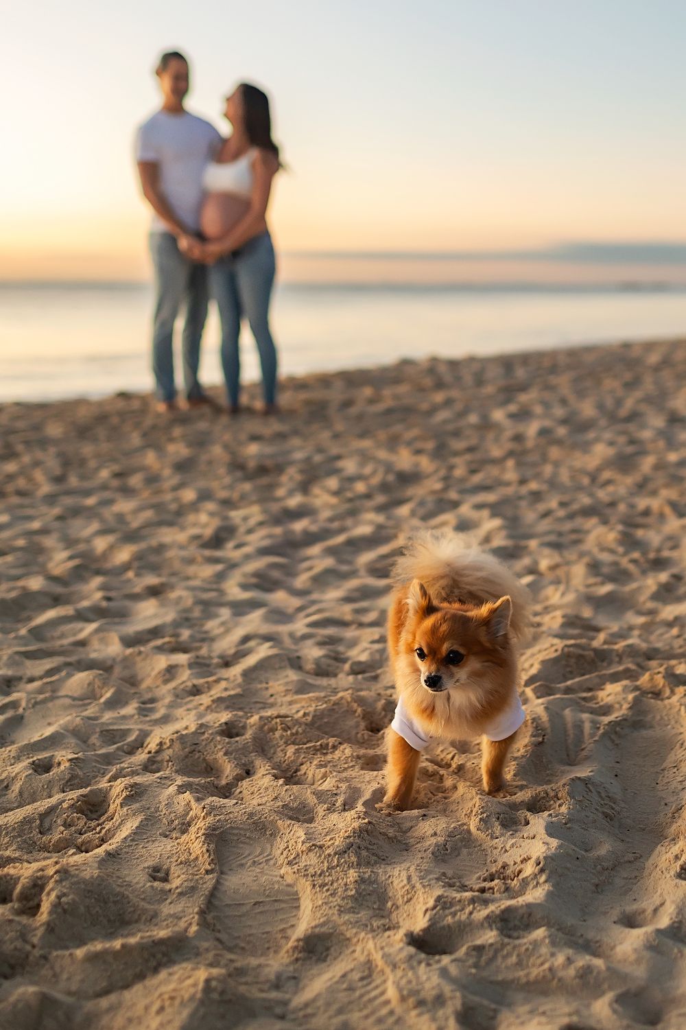 A small Pomeranian dog sits on a sandy beach at sunset with blurred figures in the background.