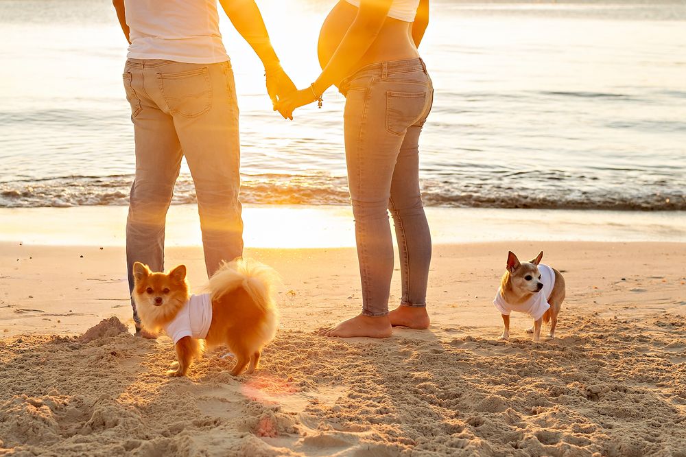Golden sunset beach scene with silhouettes of people and pets walking along the shoreline.