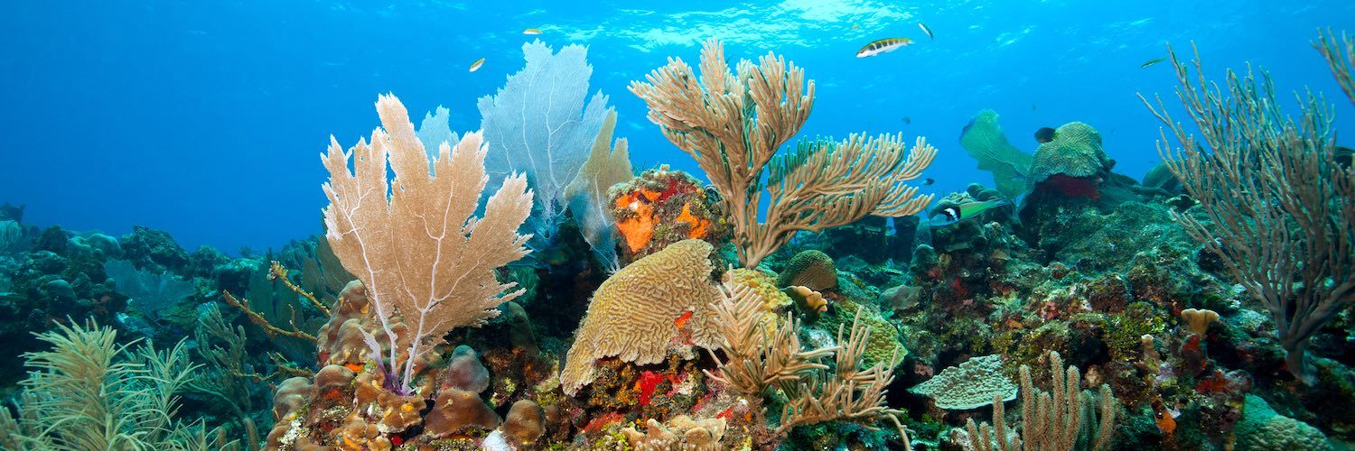 Panoramic underwater view of coral reef ecosystem with sea fans and diverse marine life.