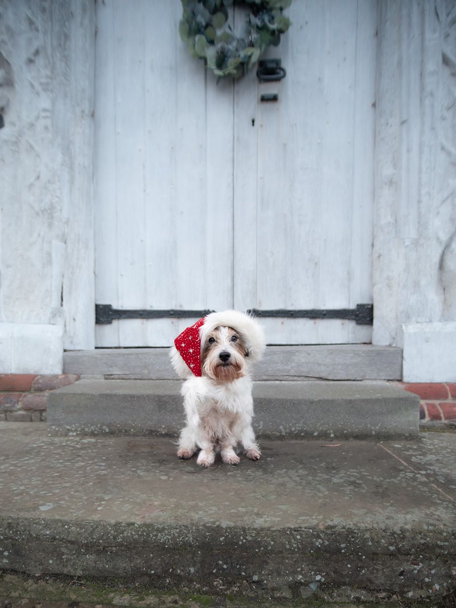 Benji the Jack Russell Terrier in Lavenham, Suffolk for his photos session taken by All Scene Images. Pet Photographer/ Dog Photographer.