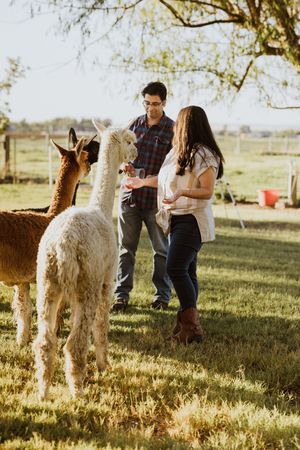 A man and his wife feed alpacas in Milton Free Water Oregon