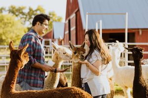 A man and his wife feed alpacas in Milton Free Water Oregon