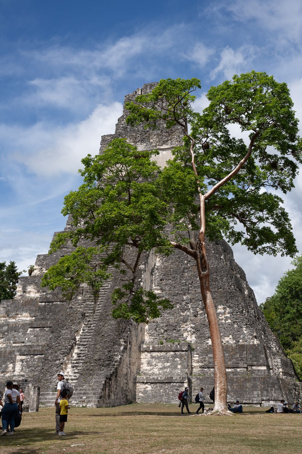 Ancient Mayan pyramid temple rises above grassy field with tall trees against blue sky at Tikal archaeological site.