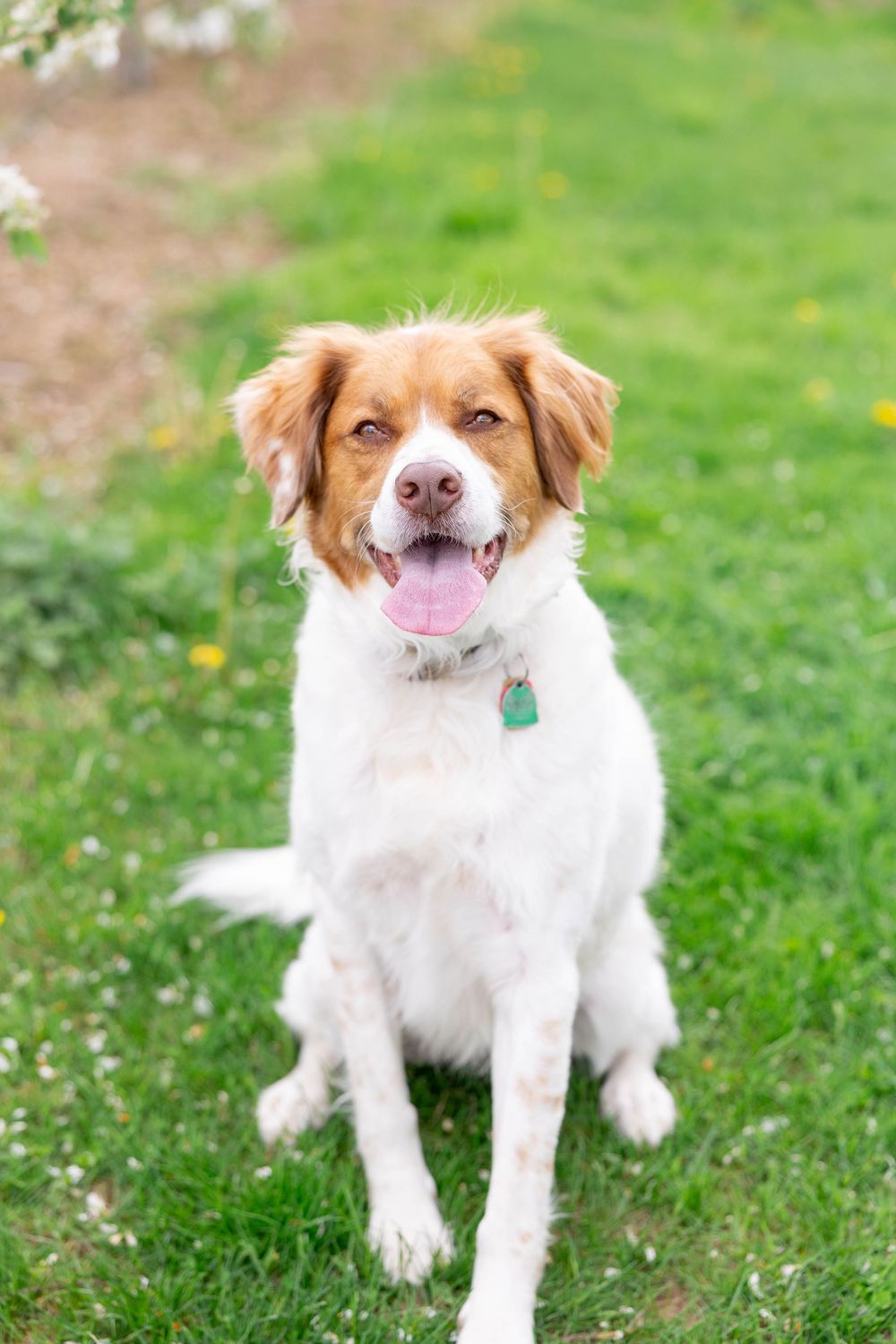 A brown and white Brittany Spaniel dog sits on green grass with a pink tongue sticking out and wearing a collar tag.