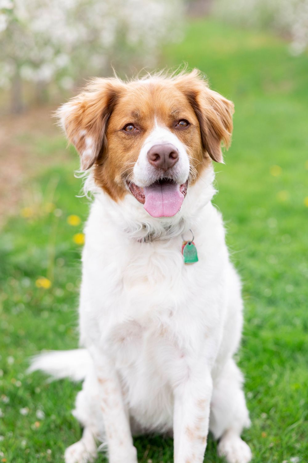 Happy white and brown dog with fluffy fur sits smiling in green grass on a sunny day.