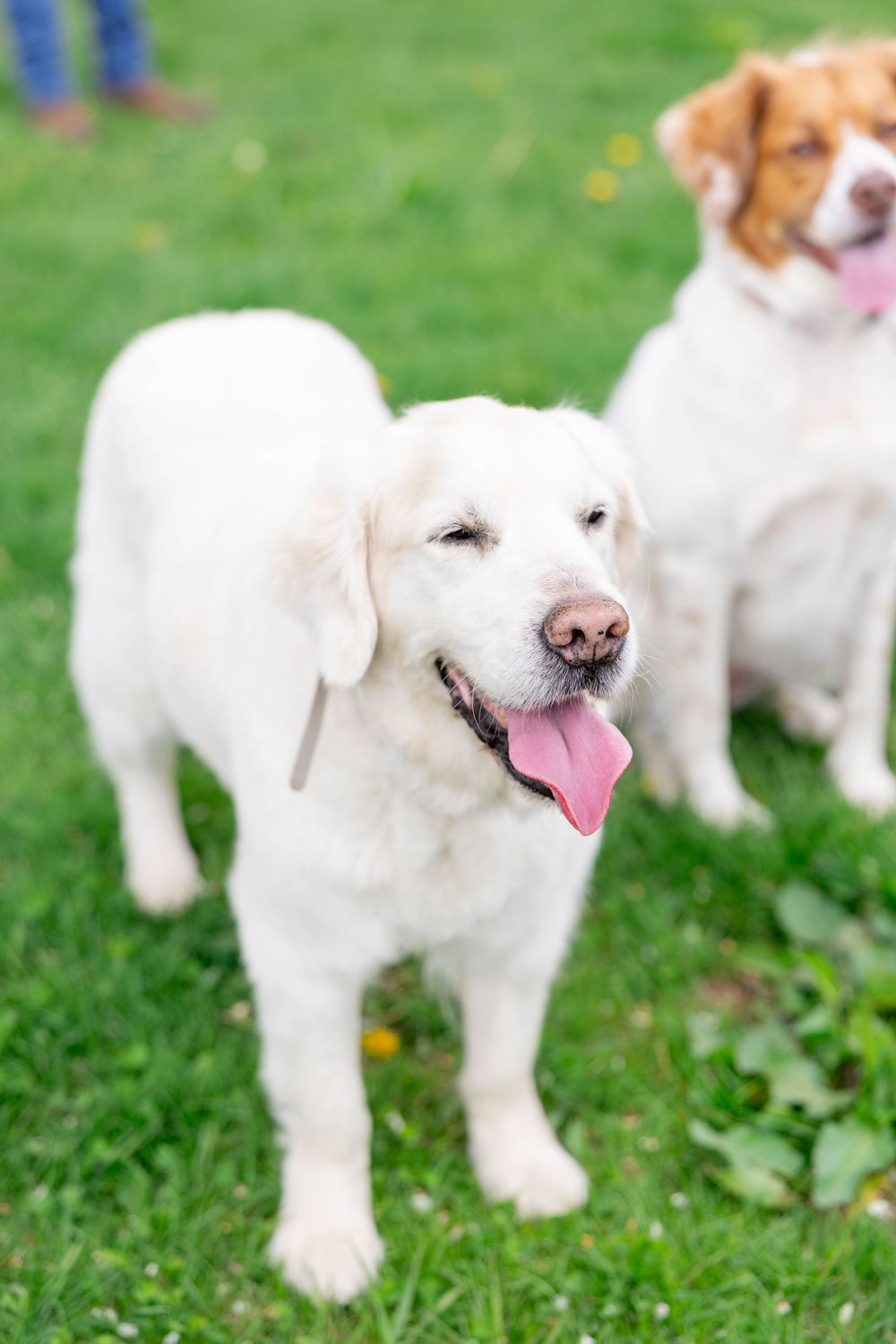 A white dog with brown spots sticks out its tongue while standing in green grass with other dogs in the background.
