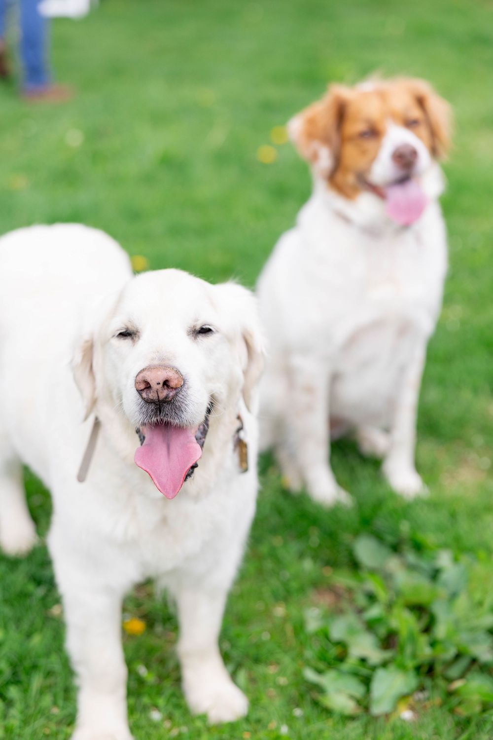 Two happy dogs, a white Labrador and a brown and white mixed breed, sitting on green grass with tongues out.
