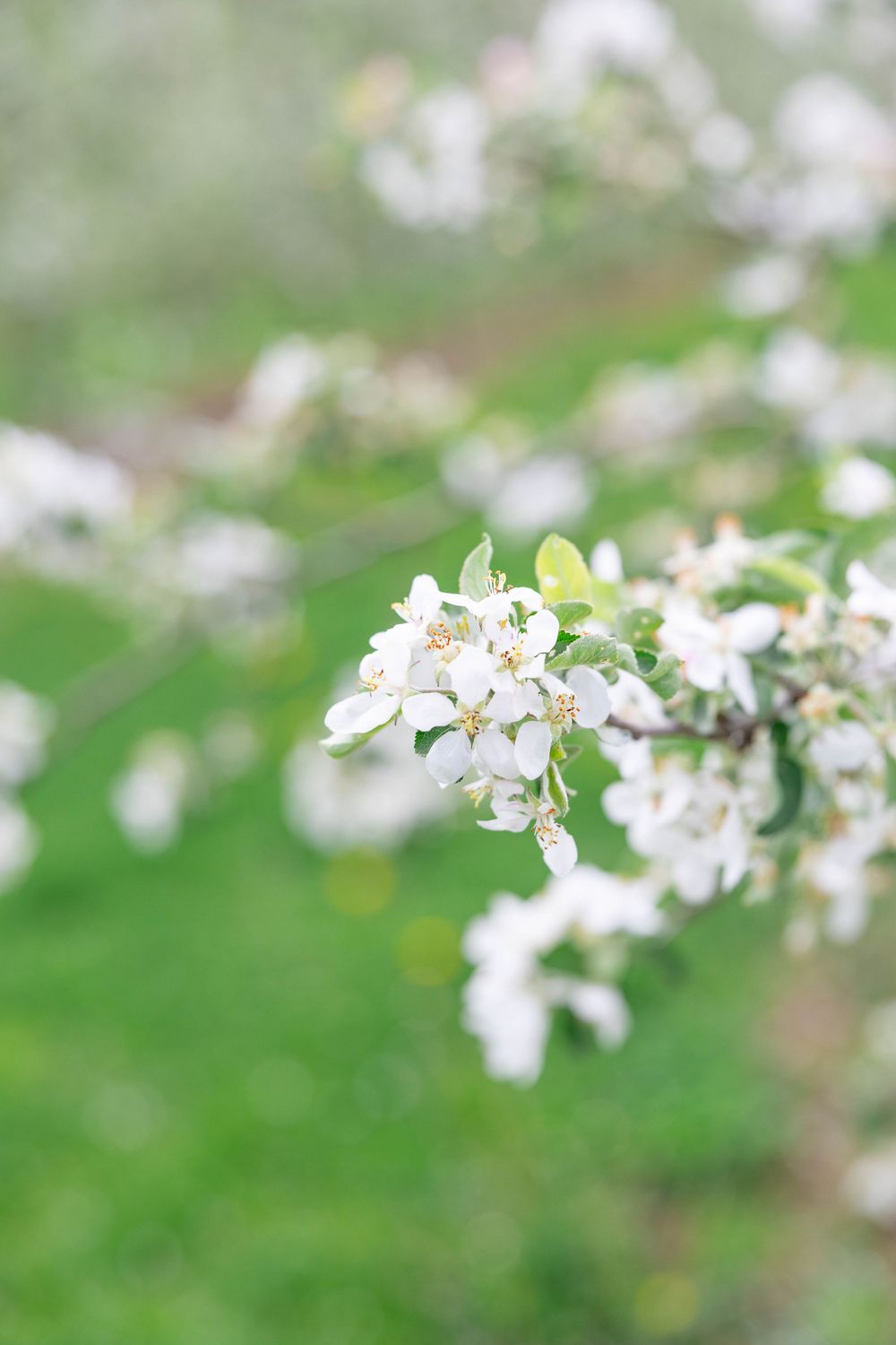Delicate white apple or cherry blossoms blooming on tree branches with soft green bokeh background in springtime.