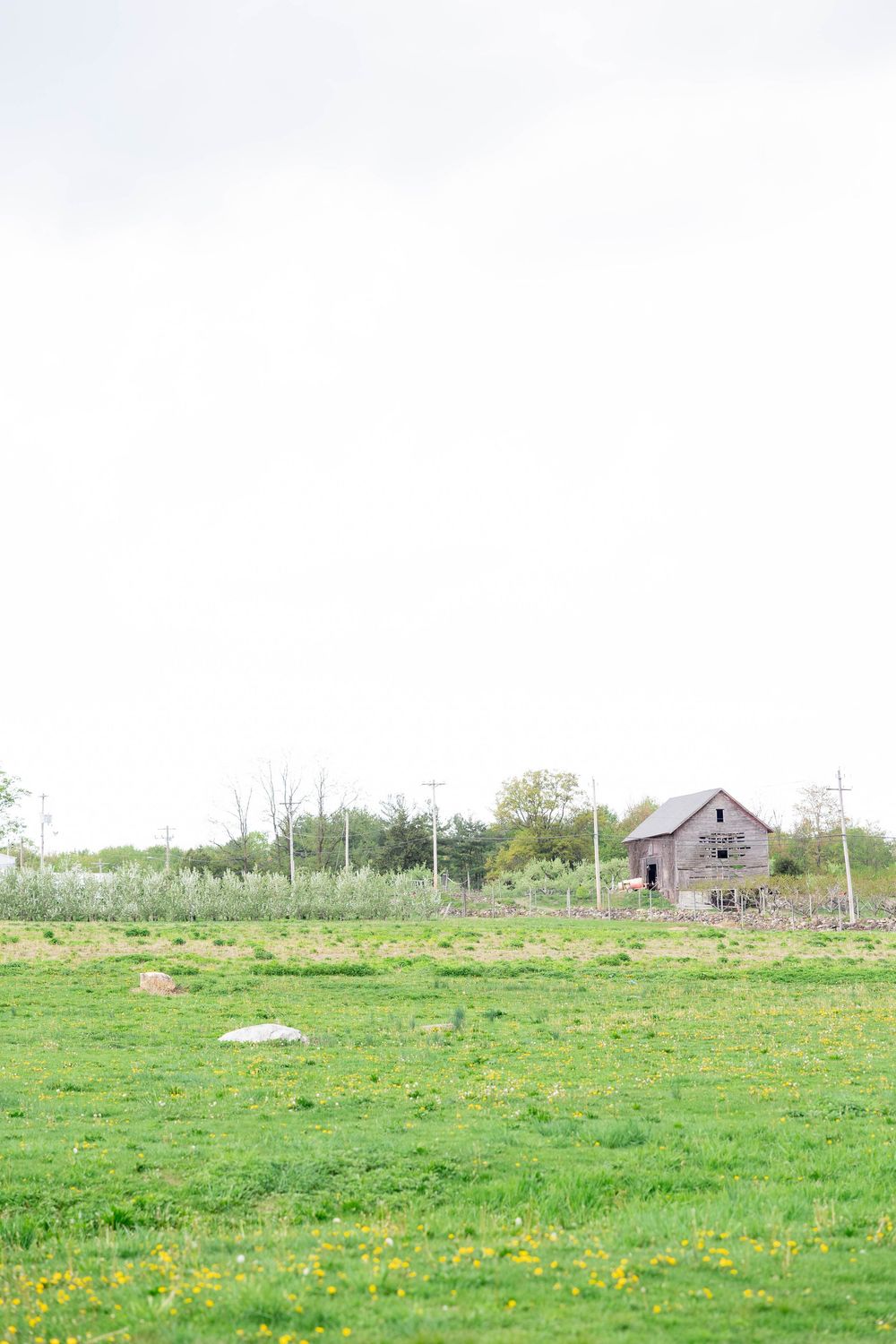 Old weathered wooden barn stands alone in a green meadow dotted with yellow wildflowers on an overcast day.