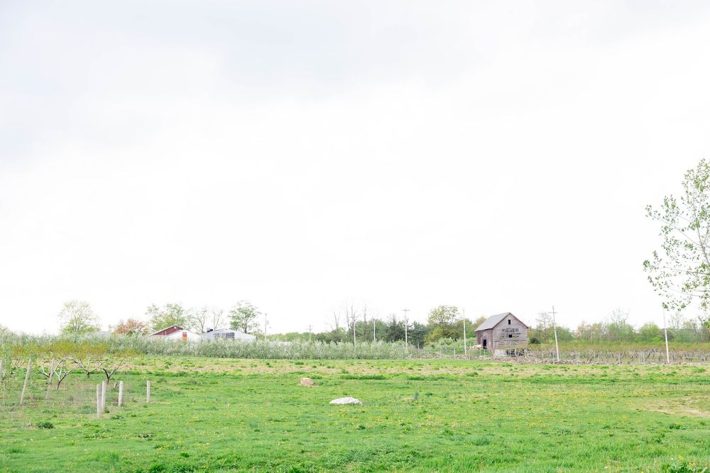 A panoramic view of a green field with scattered white gravestones and trees in the distance.