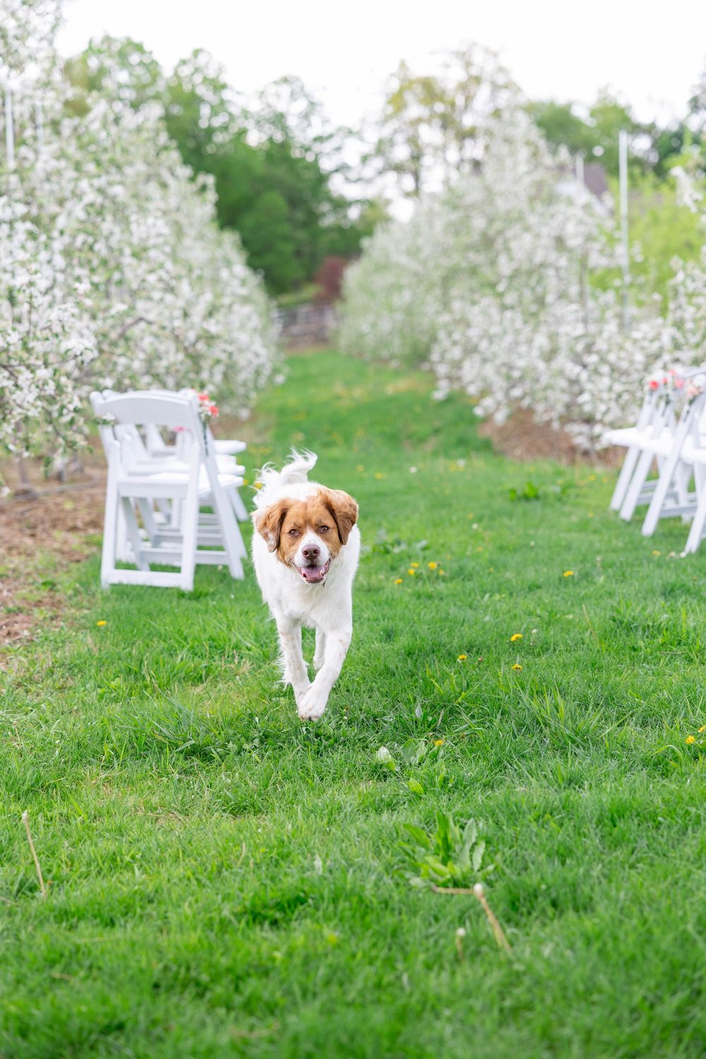 Small dog running playfully through a grassy field with white chairs and spring blossoms in the background.