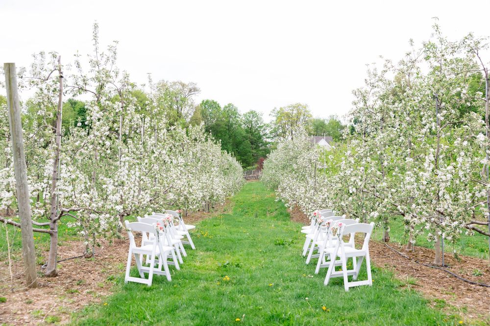White Adirondack chairs line a blooming apple orchard path with rows of flowering trees stretching into the distance.