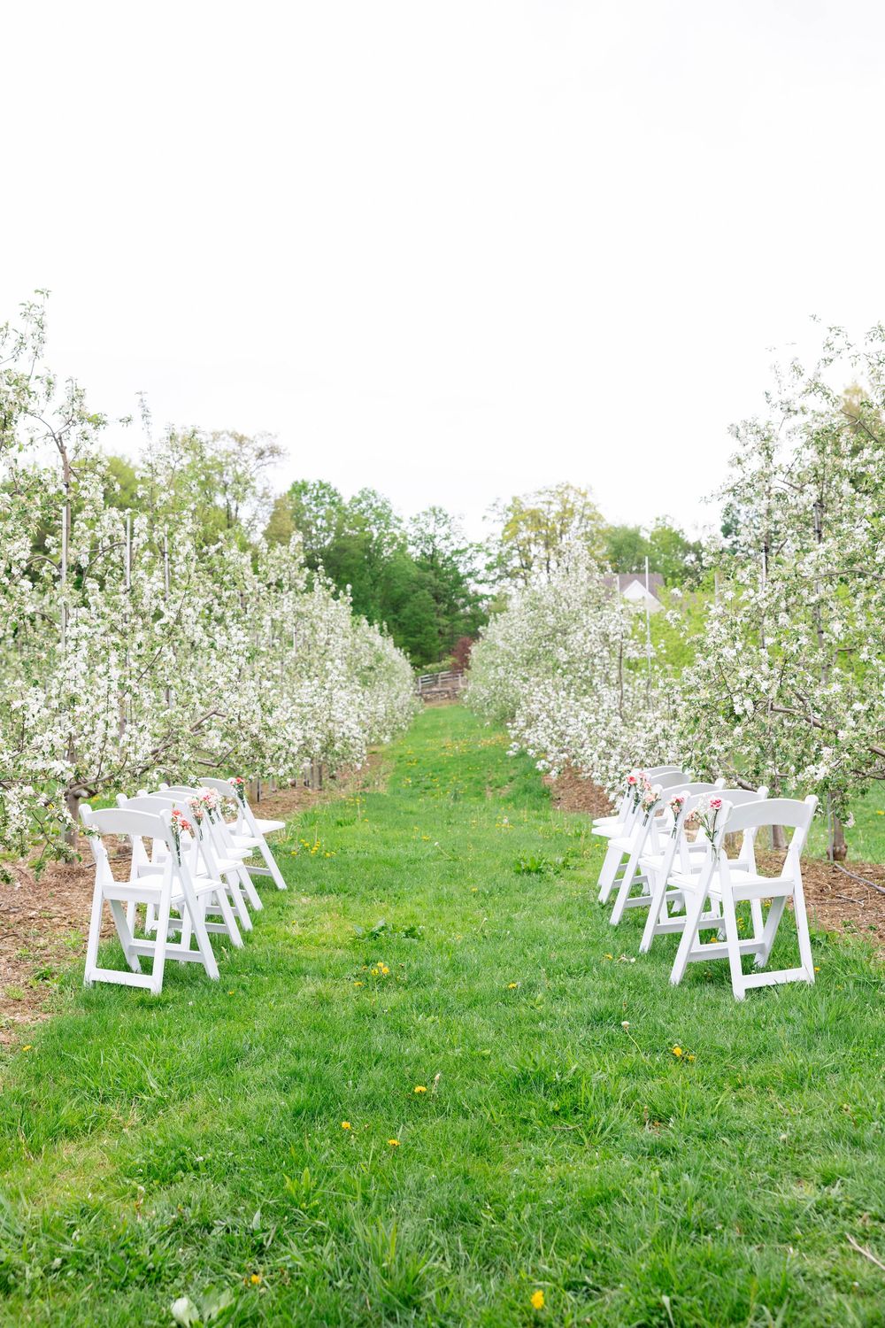 White chairs arranged in rows on a grassy hillside beneath blooming apple trees in a spring orchard.