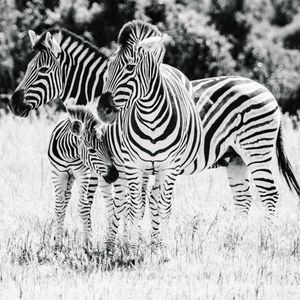 Een zwartwit foto van 3 zebra's waaronder 1 jong veulen die dichtbij elkaar staan