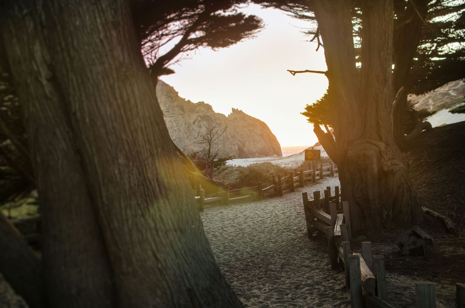 Sunlit coastal path through cypress trees leading to rocky ocean cliffs at golden hour.