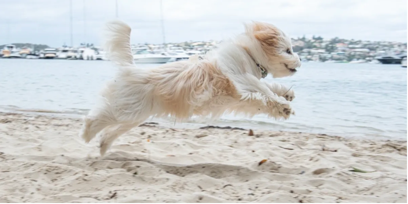White dog running and playing on sandy beach near water.