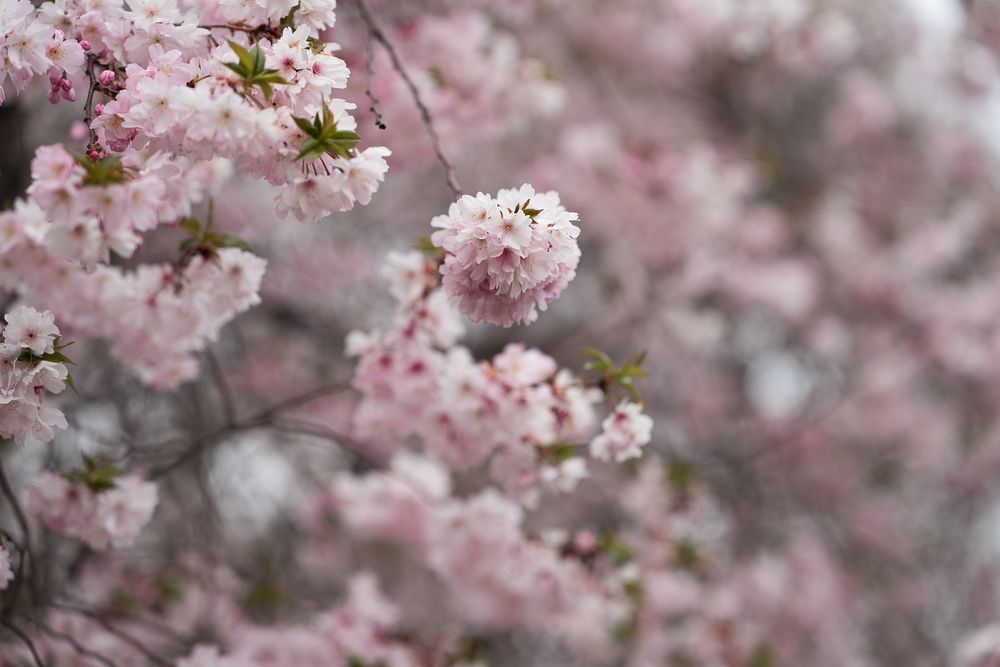 Cherry Blossoms