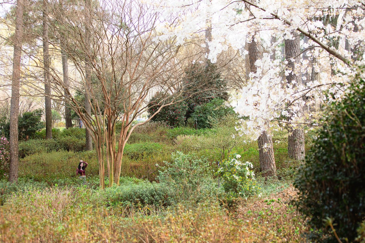 A serene garden scene with bare trees, lush greenery, and blooming white cherry blossoms in early spring - Senior Grad WRAL Azalea Garden