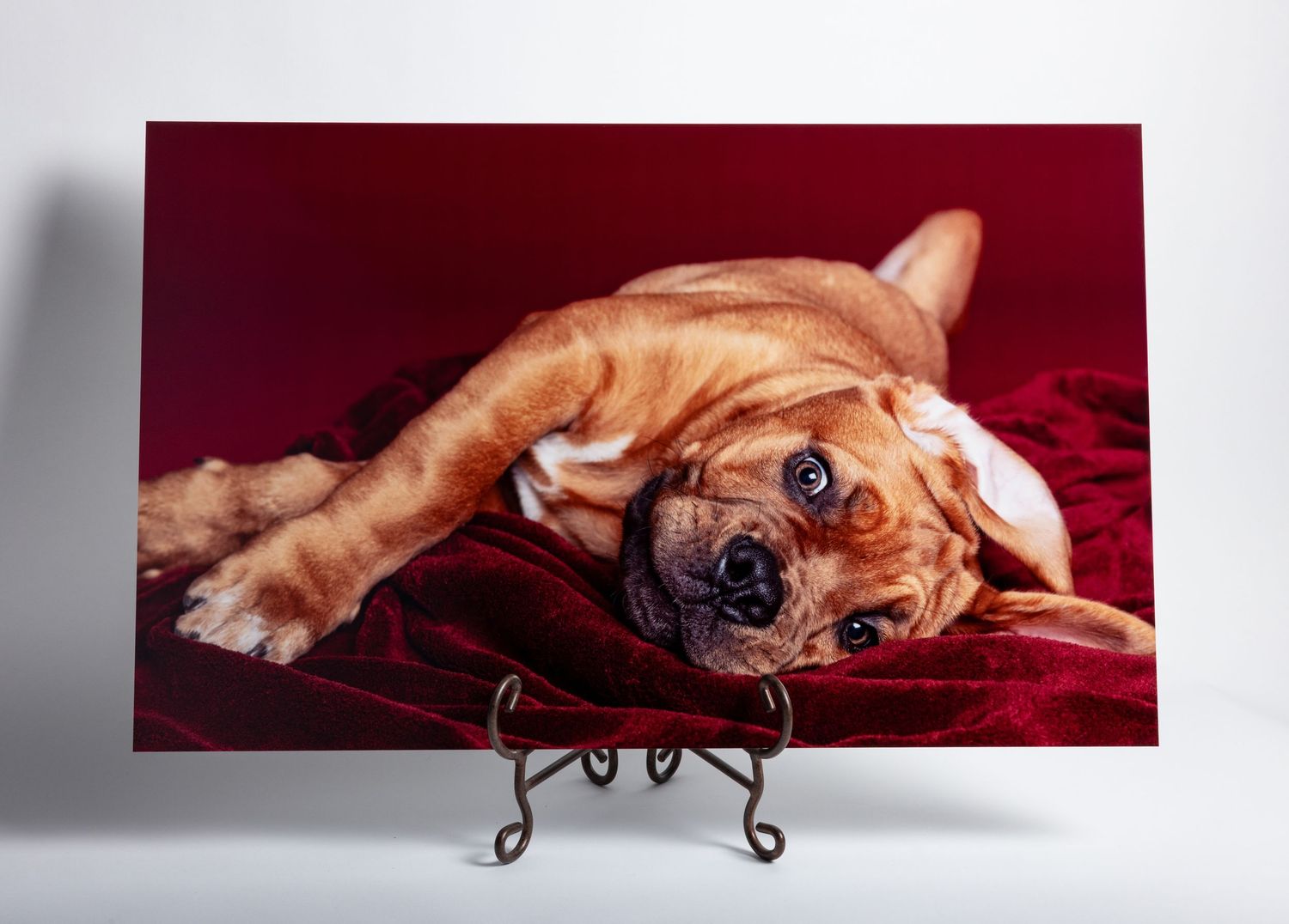 A brown puppy lying on a red velvet cushion, displayed as a metal printed on aluminum on a decorative easel stand.