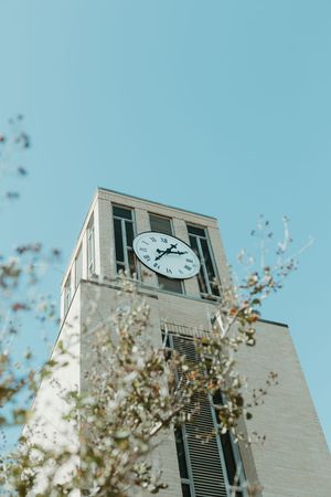 A tall brick clock tower with Roman numerals rises against a clear blue sky, framed by blurred flowering branches.