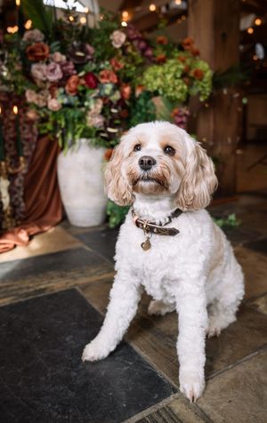 A fluffy white Cavapoo dog sits on stone tiles in front of a lush floral arrangement in a white vase.