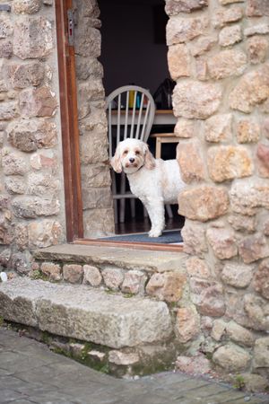 A fluffy white dog stands in the doorway of a rustic stone building, looking out onto a cobblestone path.