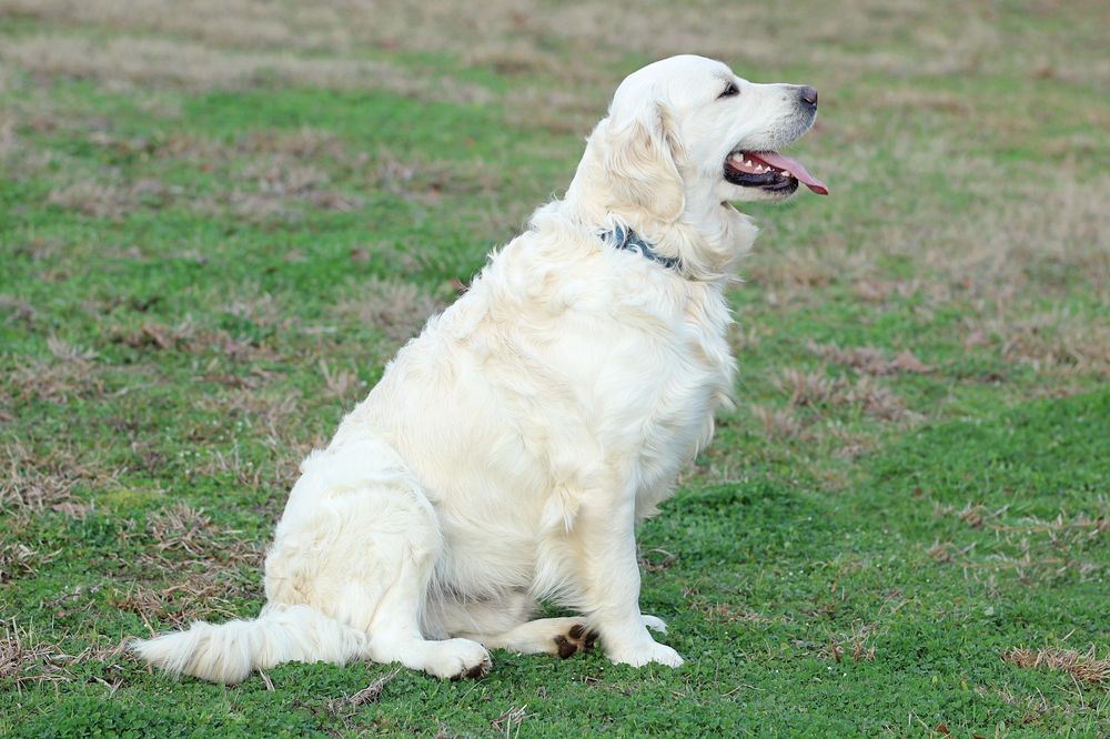 Duke