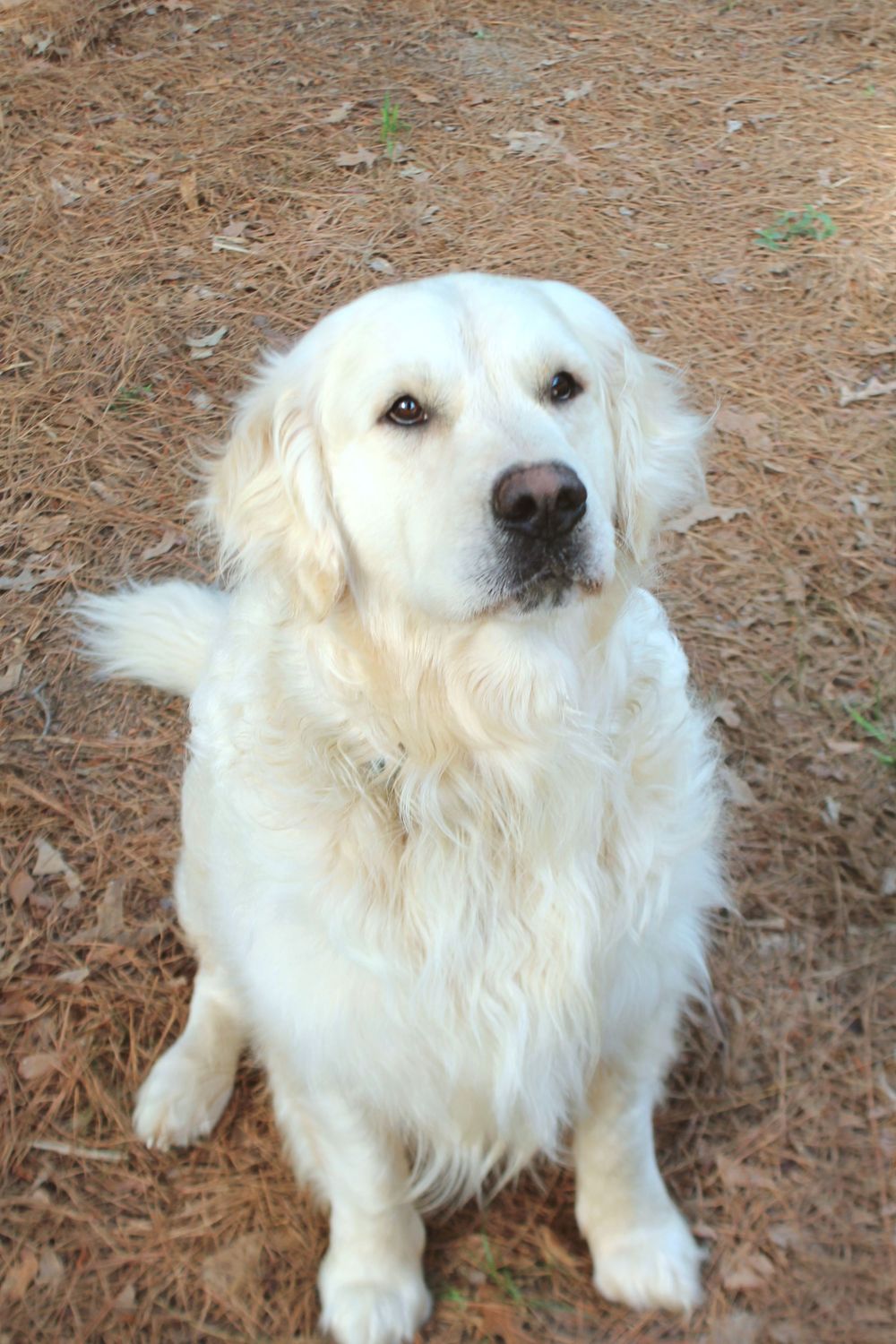 Duke