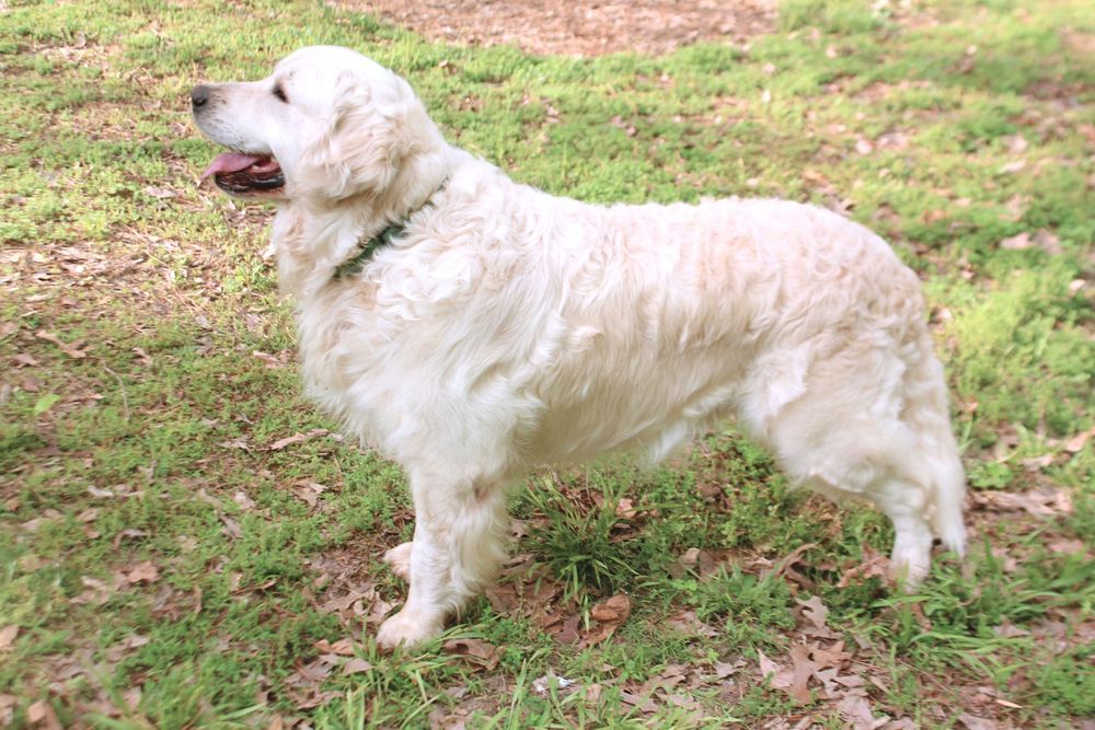 Duke