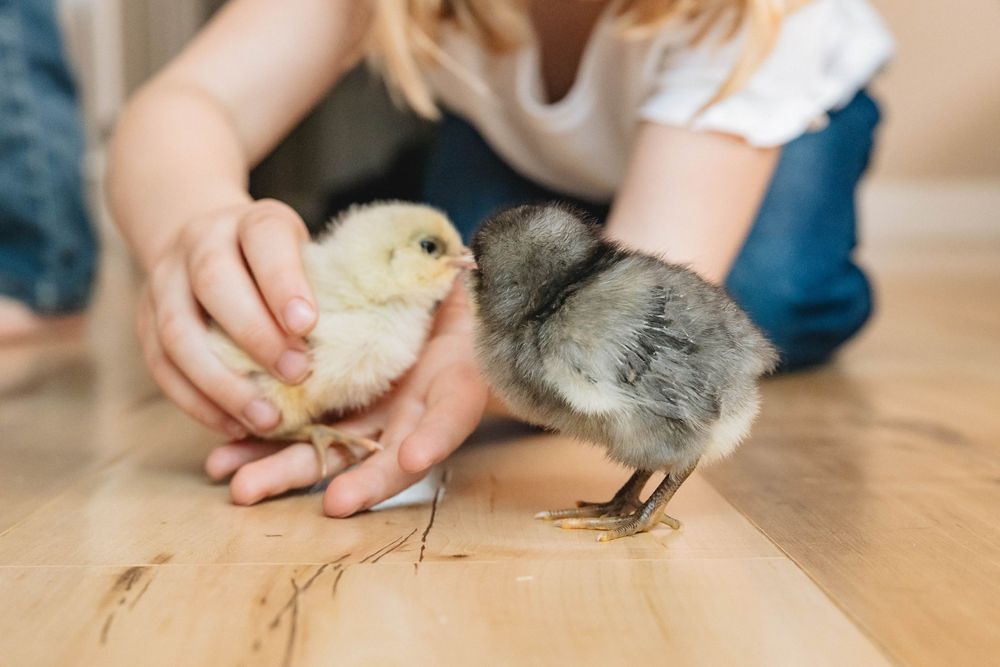 Two baby chicks, one yellow and one gray, being held by a child on wood floor.