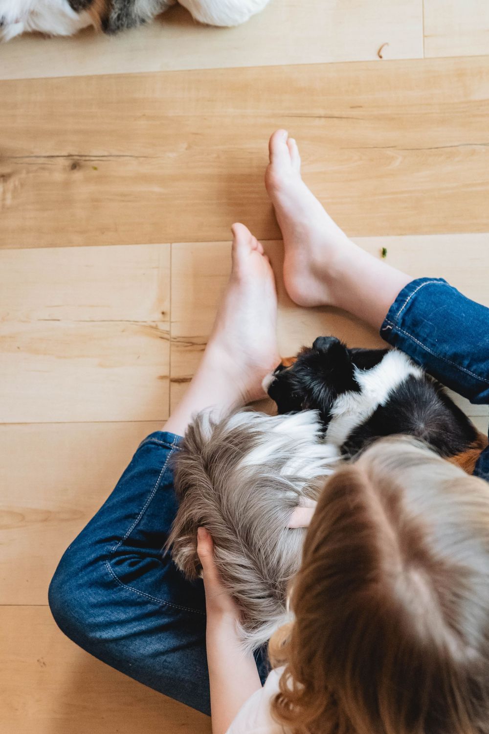 Overhead view of child in jeans sitting on hardwood floor with a black and white guinea pig in lap.