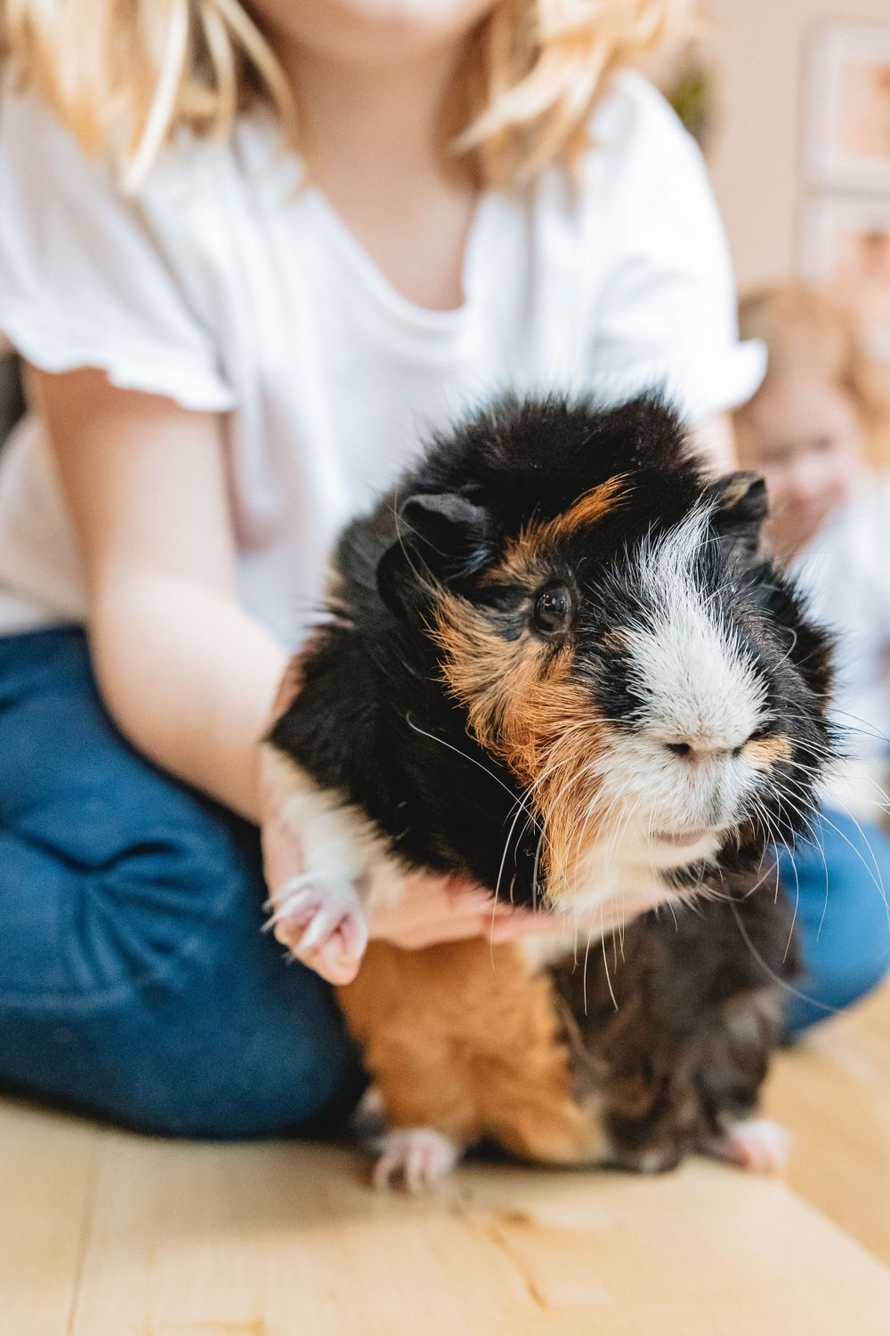 Close-up of a tricolor guinea pig being held by a young child in white t-shirt and blue jeans.