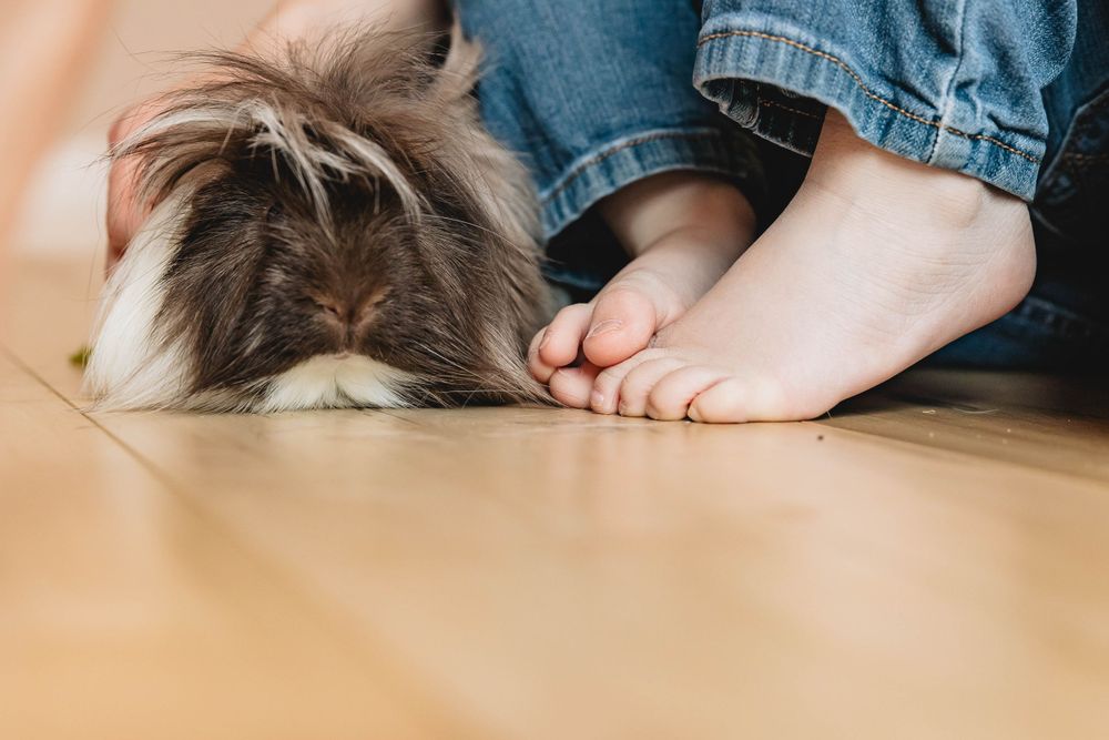 A fluffy brown and white rabbit nuzzles a child's bare feet on a warm wooden floor.