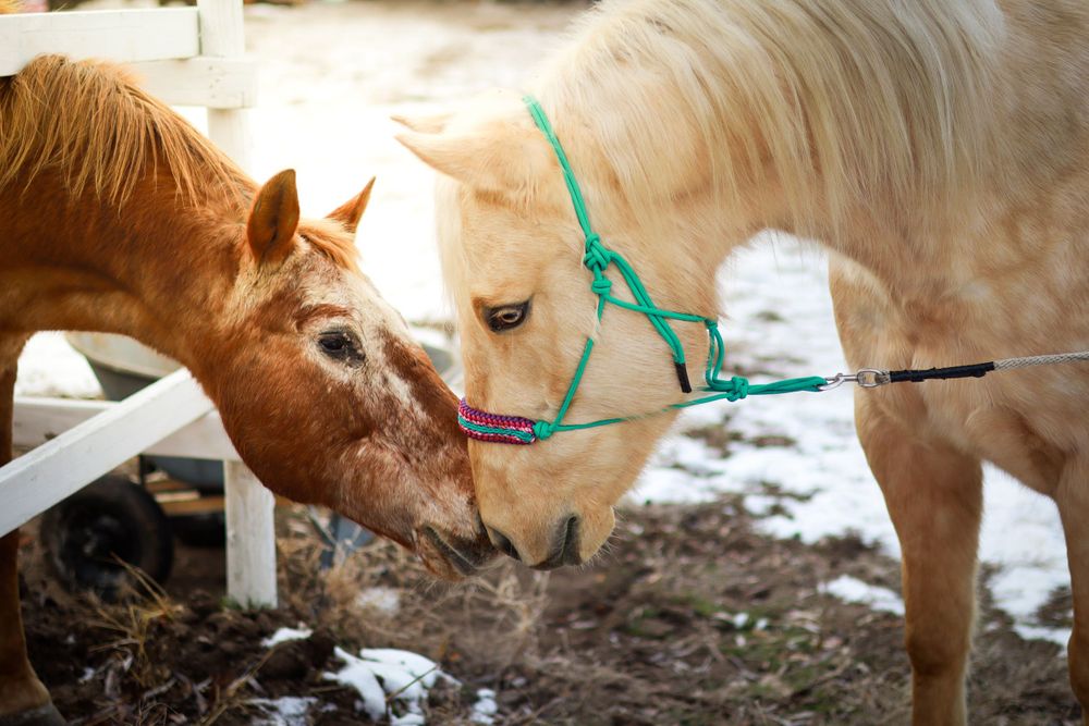 Two horses sharing a tender moment while eating together.