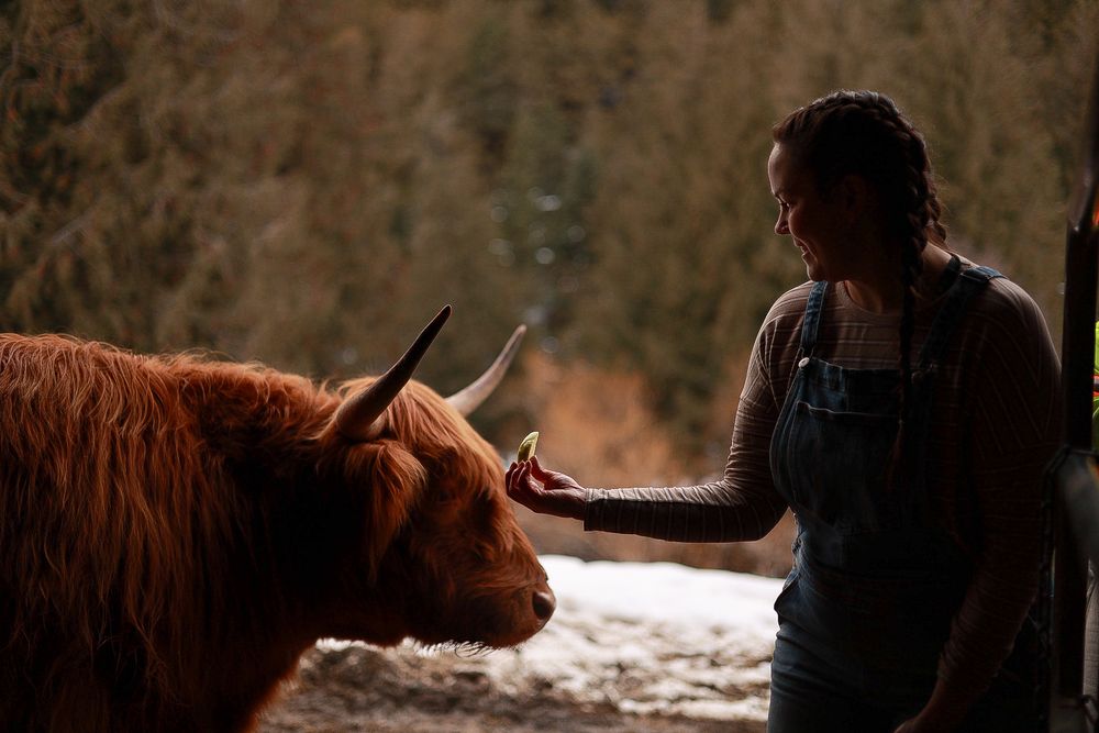 Silhouette of someone petting a highland cow in moody lighting.