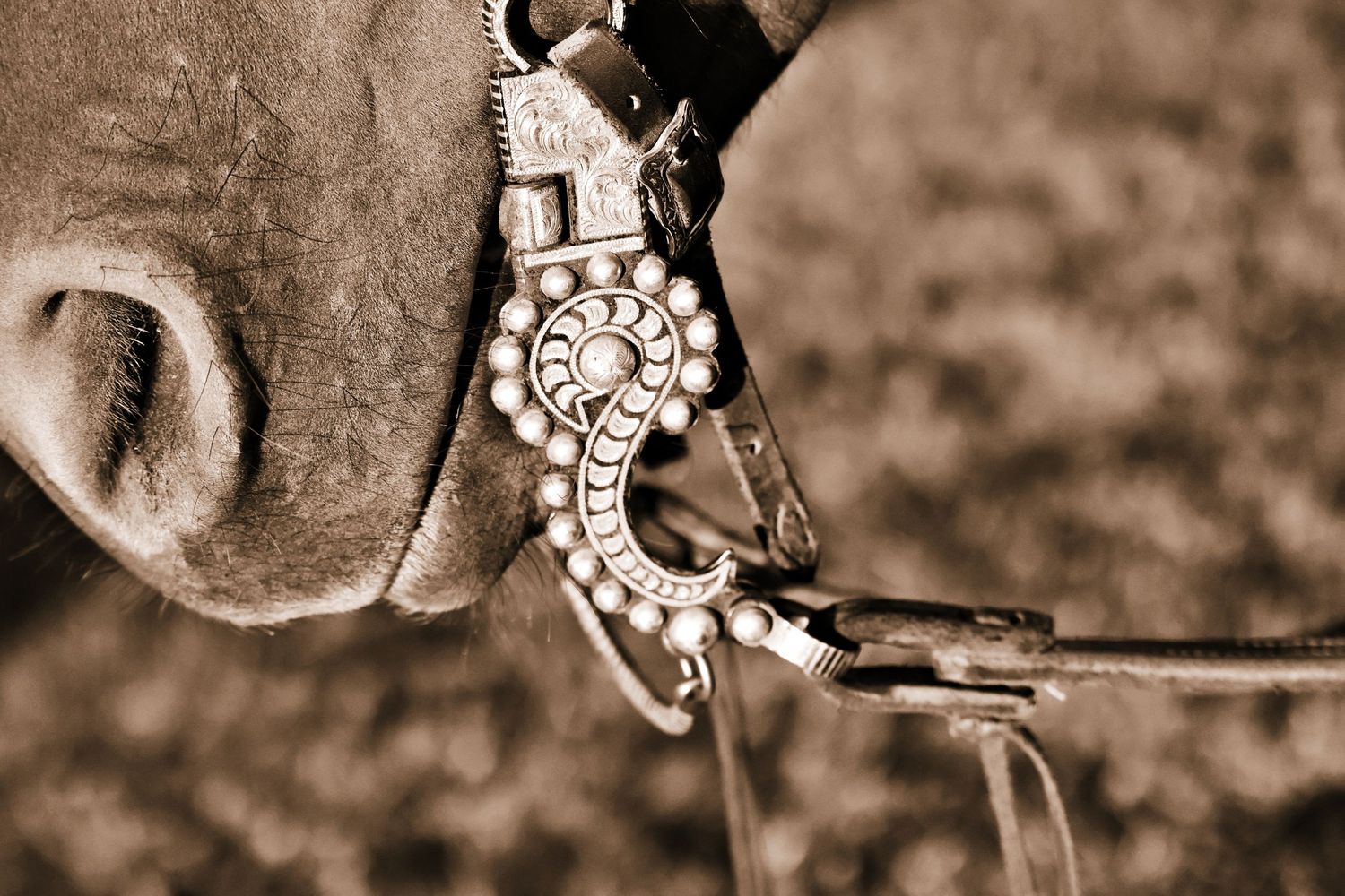 Silver Horse Bit