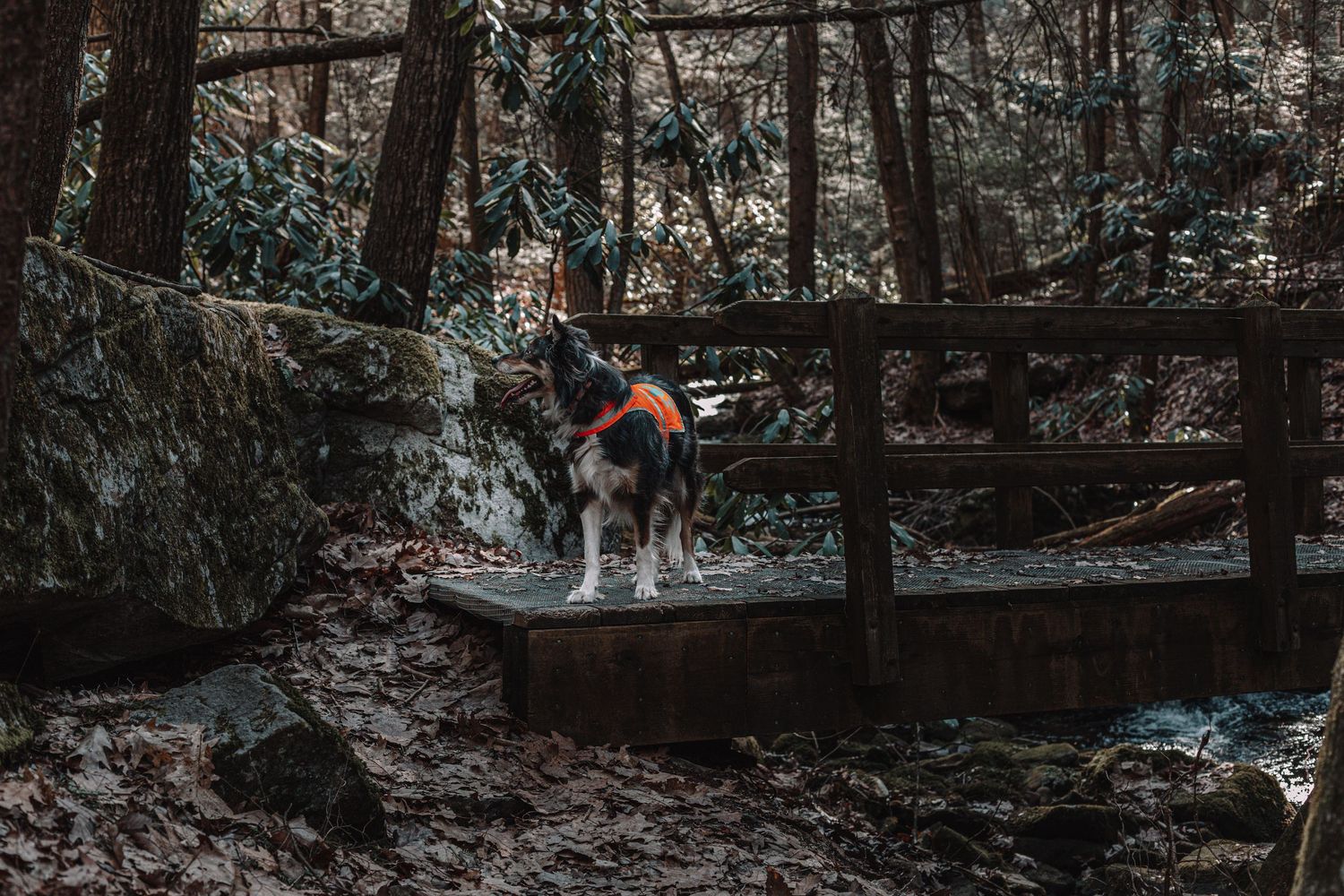 Luci on the bridge