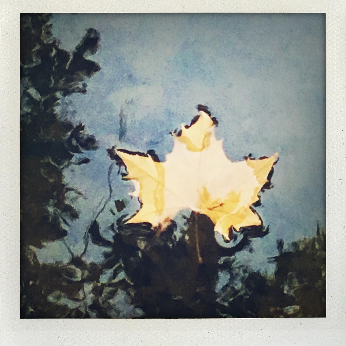 square format photography, fine art photography, minted artist, polaroid, analog photography, art gallery