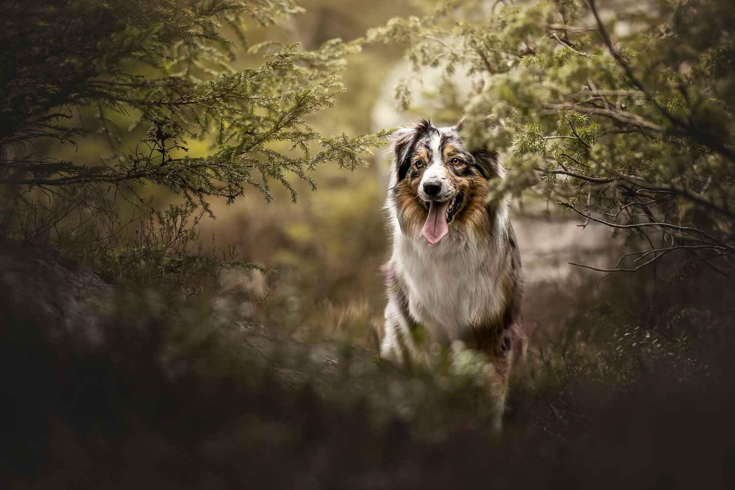 Australian Shepherd dog running through foliage with excited expression and tongue out.