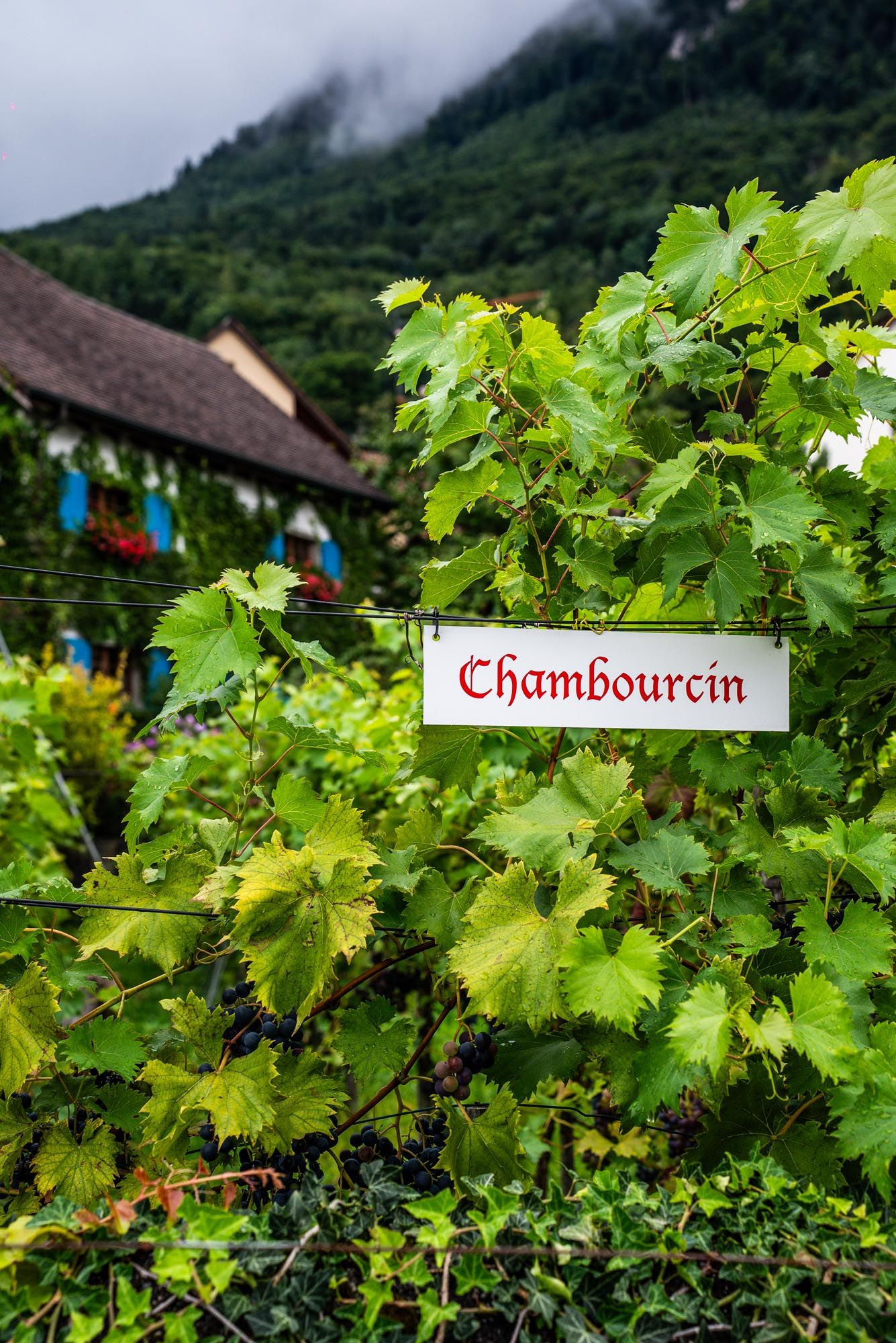 Lush green grapevines growing on a hillside vineyard in Chambourcin with mountains and rustic buildings in background.